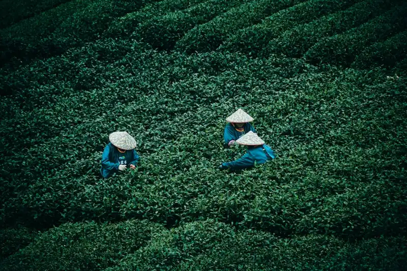 亚健康调理技术新趋势：个性化养生方案的应用前景